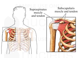 Subscapularis Muscle and Tendon