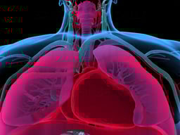 Anatomy of the Respiratory System and the Heart