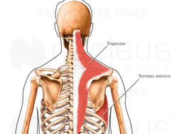 Superficial Muscles of the Shoulder Girdle: Posterior (Back) View
