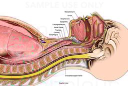 Sagittal Neck Anatomy