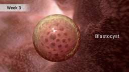 Blastocyst: Embryonic Development at Week 3