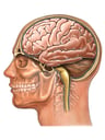 Head and Neck with Brain and Spinal Cord, Lateral View