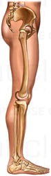 Bones of the Hip, Knee and Foot with Skin, Lateral View