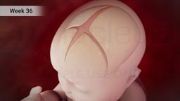 Fetal Skull Development at Week 36 of Pregnancy