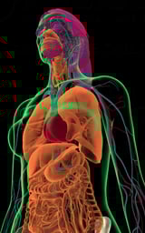 Anatomy of the Neck and Torso (female)