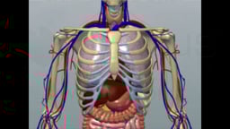 Anterior Male Anatomy