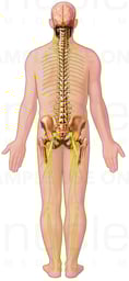 Spinal Cord and Nerves
