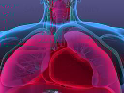 Anatomy of the Respiratory System and the Heart