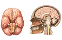 Normal Anatomy of the Brain and Cranium
