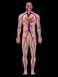 Male Circulatory and Nervous System