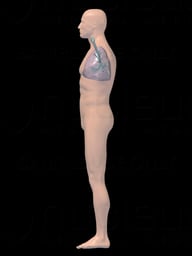Lateral Male Respiratory System - 3D