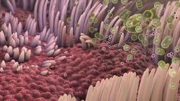 Cilia Lining Bronchial Tubes in Lungs
