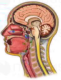 Head and Neck, Lateral Cut-away View