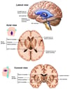 Anatomy of the Brain