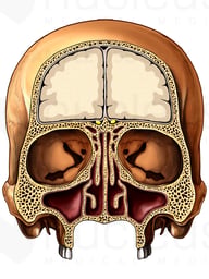 Adult Skull with Coronal Cut-away, Anterior View