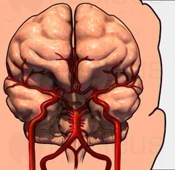 Brain with Arteries 3D, Anterior View