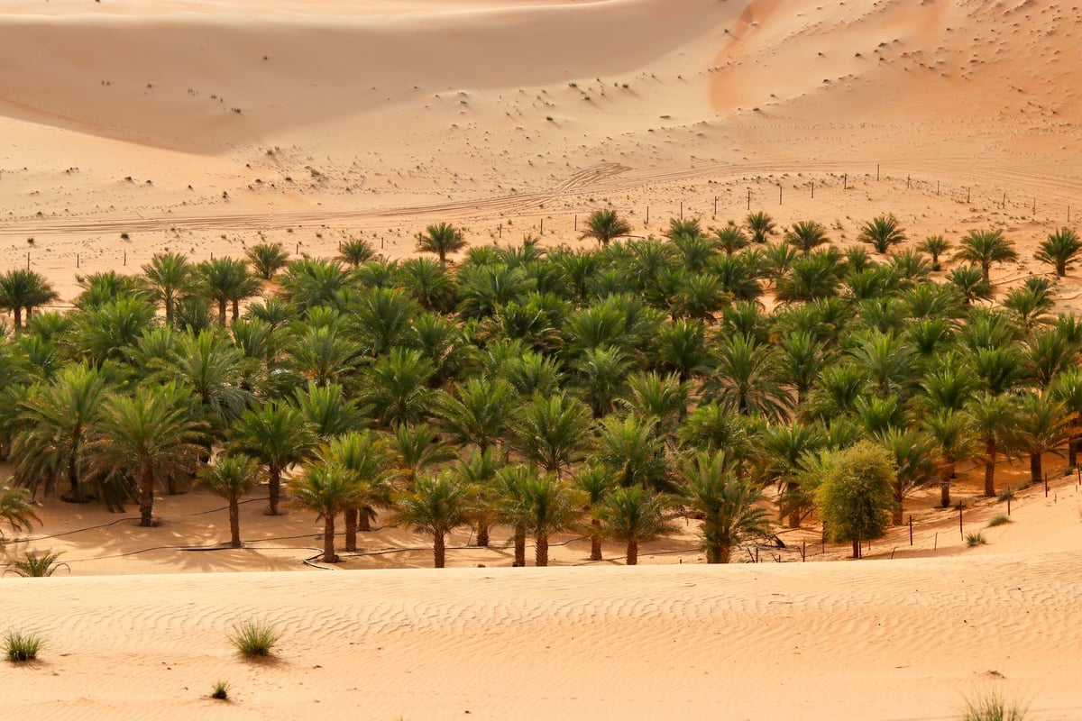 Liwa Oasis Camp safari trip