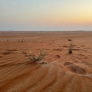 Al Quaa Milkyway Abu Dhabi Google Review Images by FiDeL