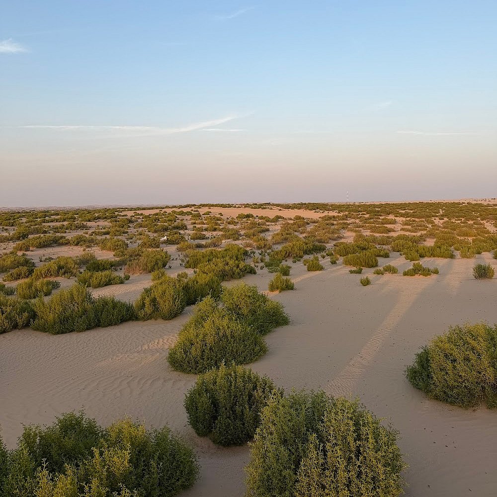 Desert Safari Abu Dhabi Google Review Images by Mikail Malik