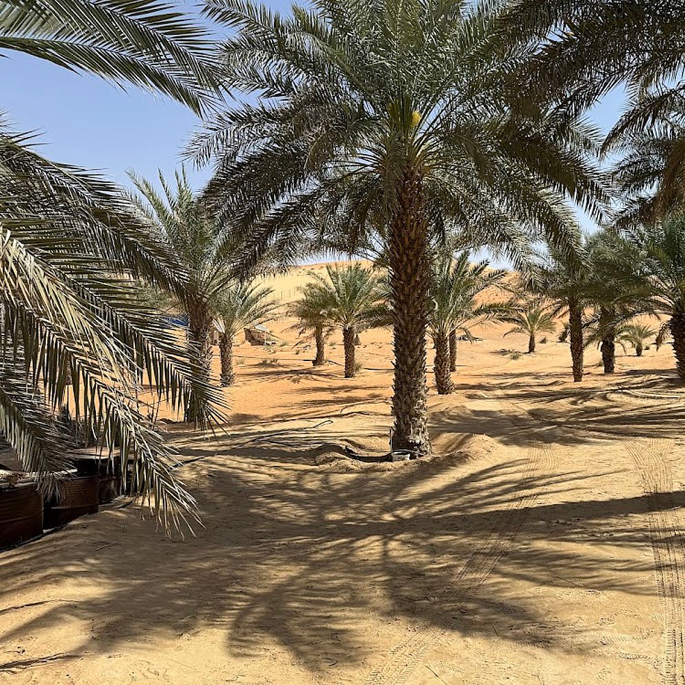 Desert Safari Abu Dhabi Google Review Images by Svetlana Demid