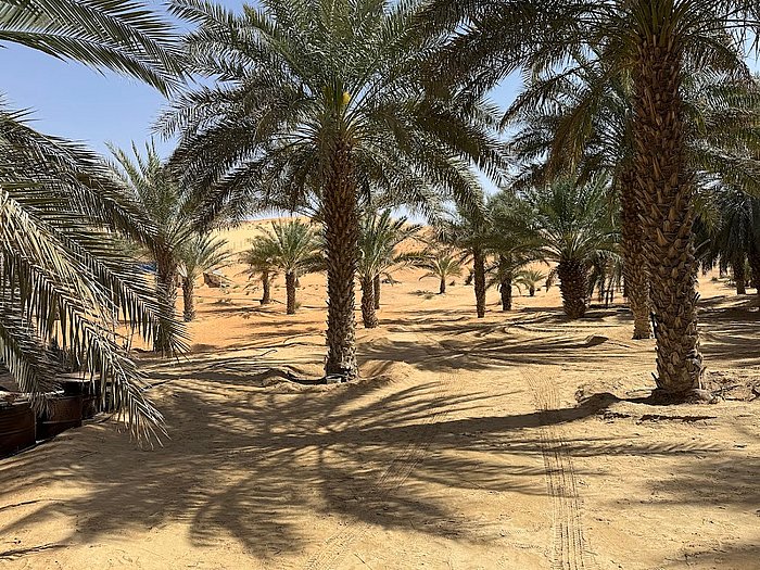 Abu Dhabi Desert Safari guest photo shared by Svetlana Demid