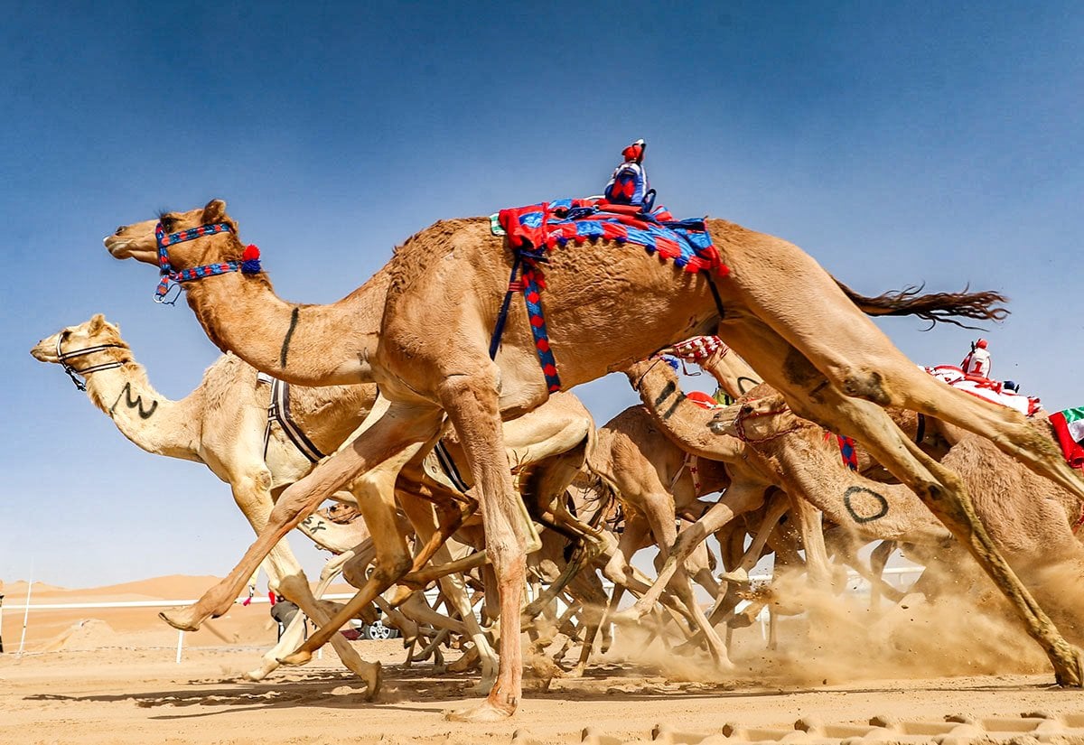 liwa festival desert safari by extreme tourism llc