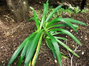 Agapanthus freshly treated with Cut'n'Paste by application to the centre