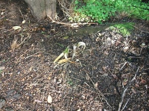 Agapanthus is killed with Cut'n'Paste