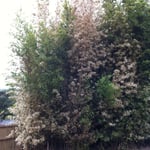 Bamboo is treated with Bamboo Buster
