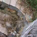 Kikuyu dies back quickly after Cut'n'Paste treatment