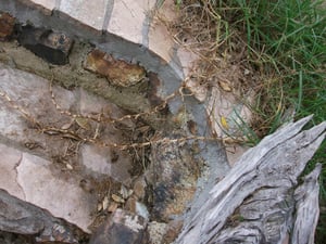 Kikuyu dies back quickly after Cut'n'Paste treatment