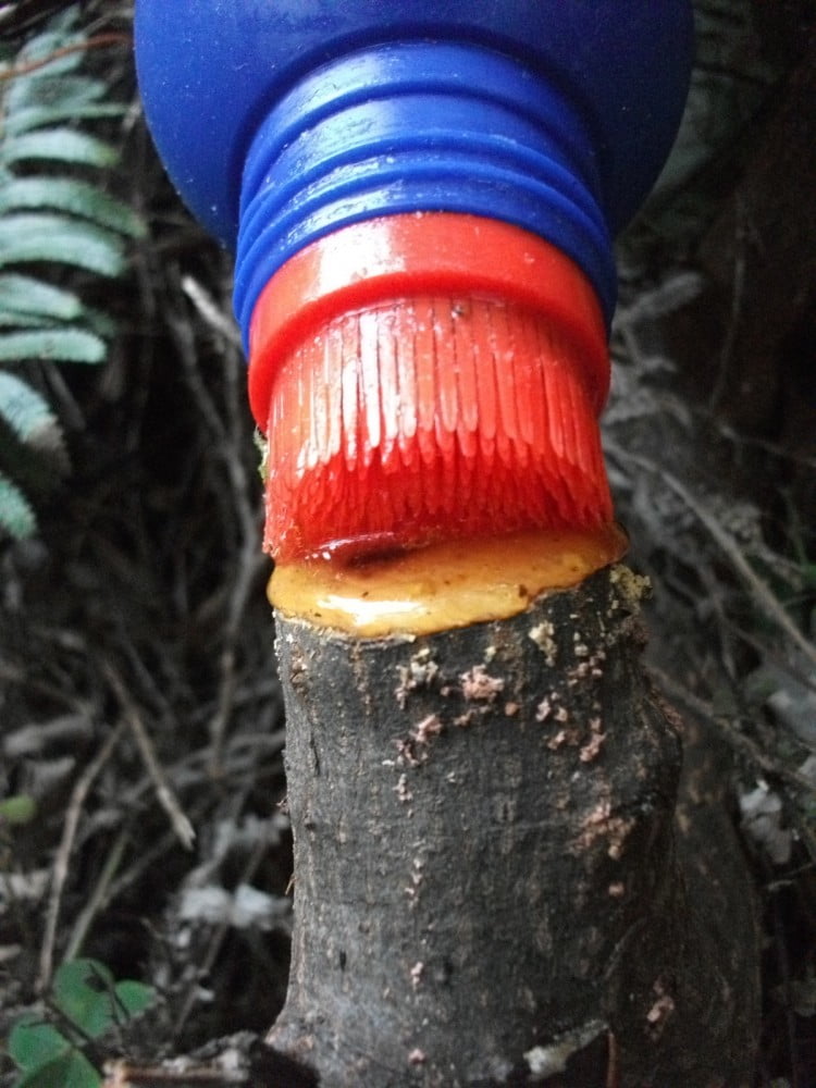Cut'n'Pasting a Rhamnus Stump