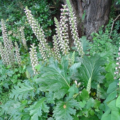 Bears-Breeches-Acanthus