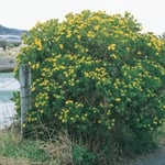 Bone-Seed bush