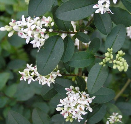 Chinese privet flowers
