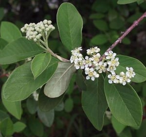 Cotoneaster
