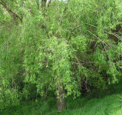Crack Willow