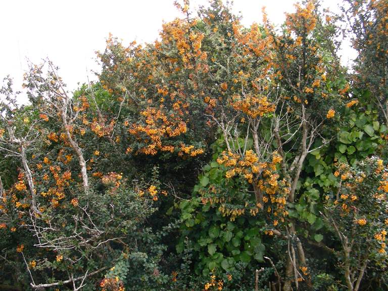 Darwins Barberry