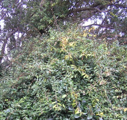 Elaeagnus