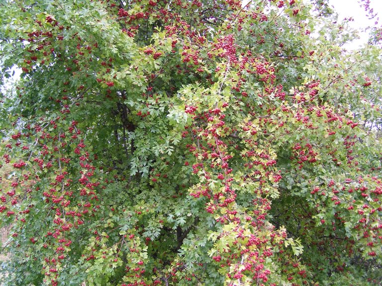 Hawthorn