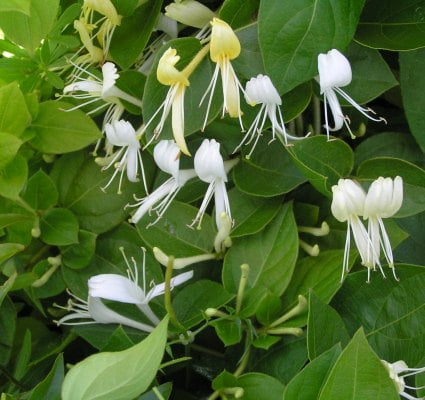 Japanese honeysuckle