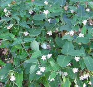 Moth Plant