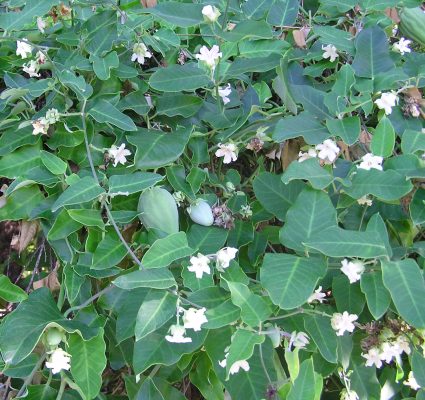 Moth Plant