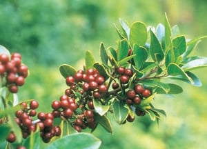 Rhamnus in fruit