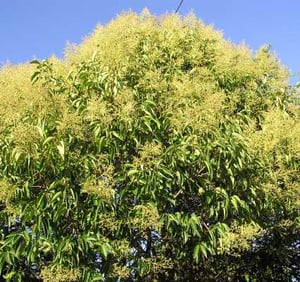Tree Privet