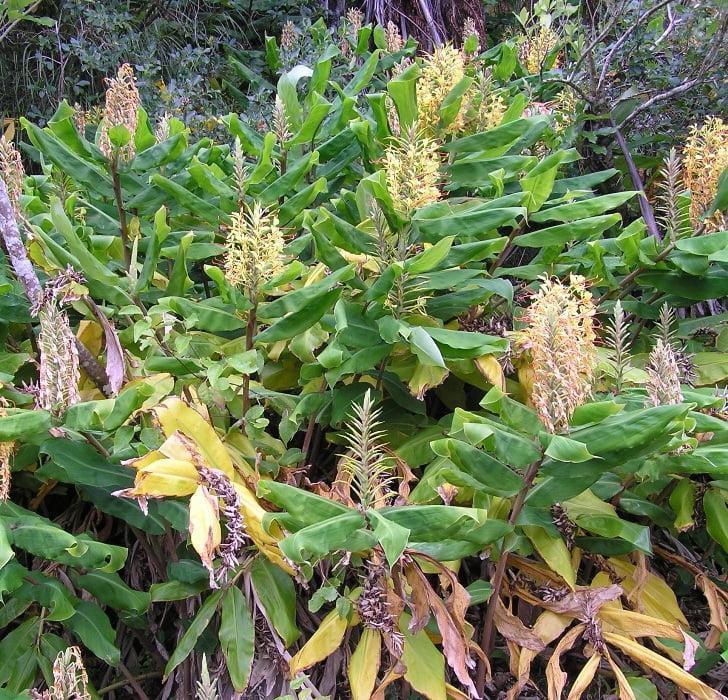 Wild Ginger