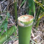A cut piece of bamboo - ready for some weedgel