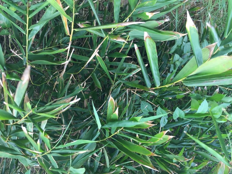 Bamboo clumps