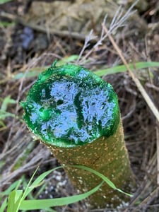 Cut'n'Paste Gel applied to a stump