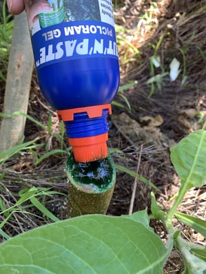 Cut'n'Paste Picloram Gel treating Wooly Nightshade Tobacco Weed